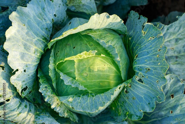 Obraz one cabbage closeup