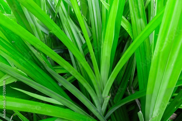 Obraz green grass background