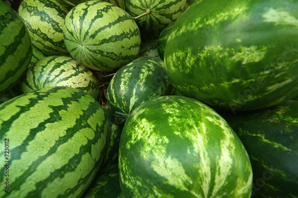 Obraz Ripe big water-melons 