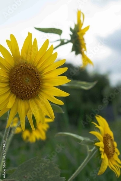 Obraz 太陽に向かって咲くひまわり