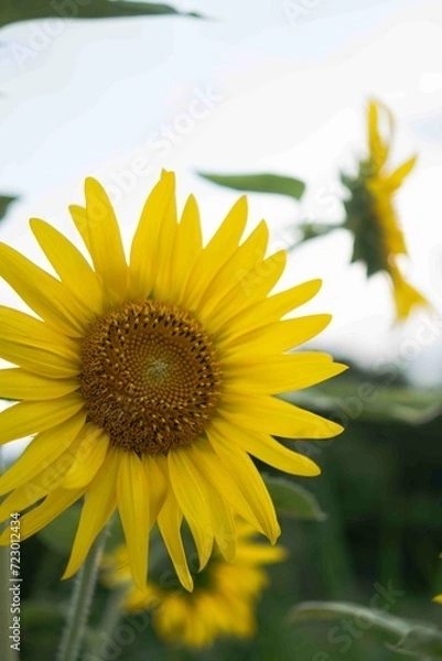 Obraz 太陽に向かって咲くひまわり