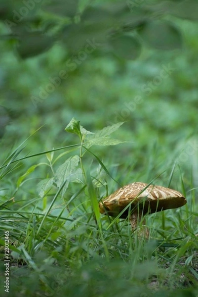 Obraz 森に生える大きなキノコ