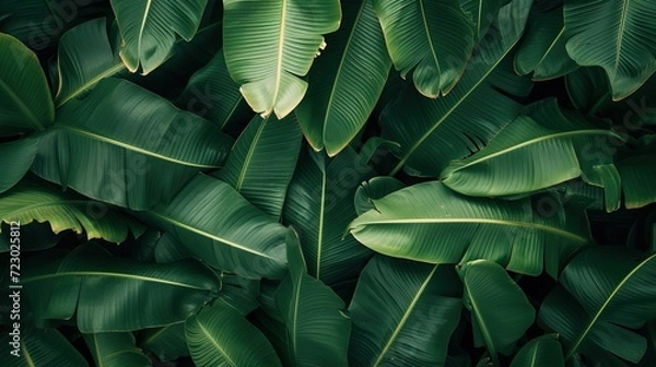 Fototapeta Background of leaves with leaf texture.