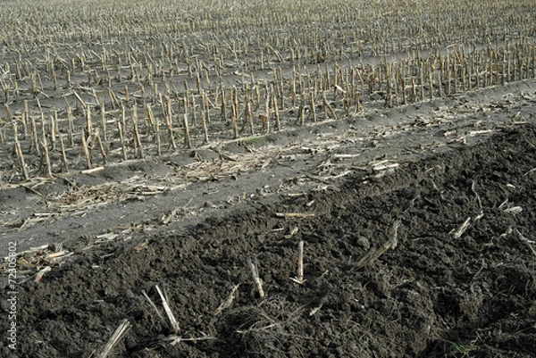 Obraz maisfeld Herbst