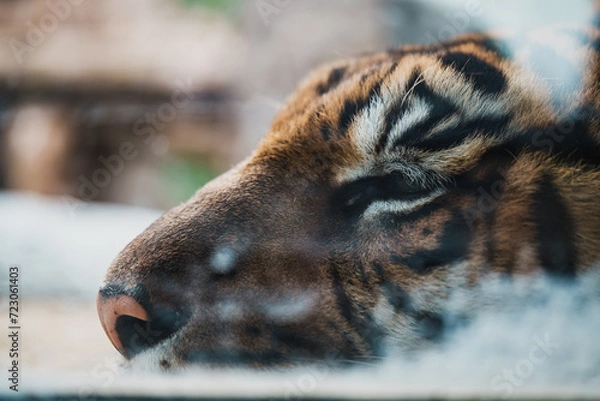 Obraz お休み中の虎