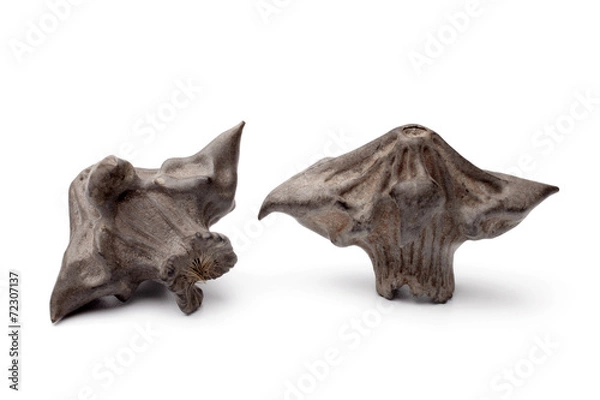 Obraz Water chestnut