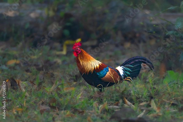 Obraz Junglefowl