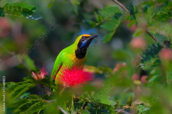 Obraz Golden-fronted leafbird