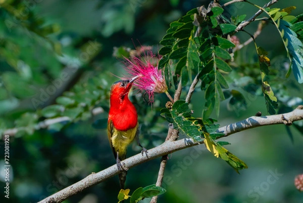 Obraz Crimson sunbird
