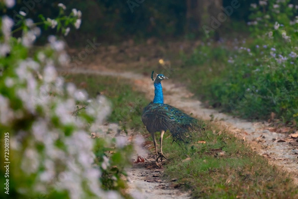 Obraz Indian peafowl