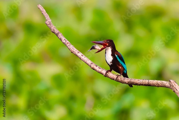 Obraz White breasted Kingfisher with catch.