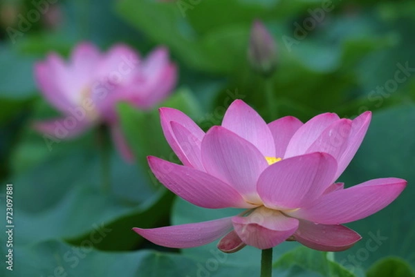 Fototapeta 神聖な花