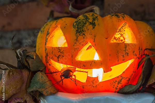 Fototapeta cockroach and pumpkin