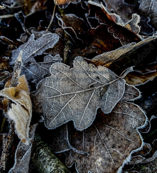 Obraz Eichenlaub im Morgenfrost