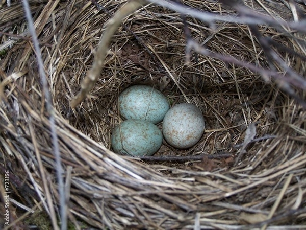 Fototapeta nid de merle