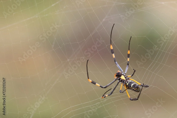 Fototapeta Afrikanische Seidenspinne / Banded-legged golden orb-web spider / Nephila senegalensis