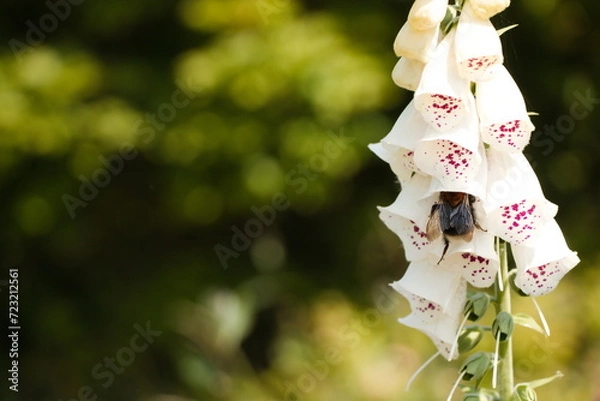 Obraz bumblebee on foxglove