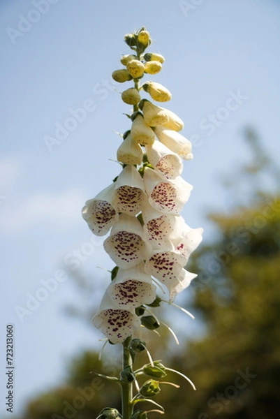 Obraz foxglove 