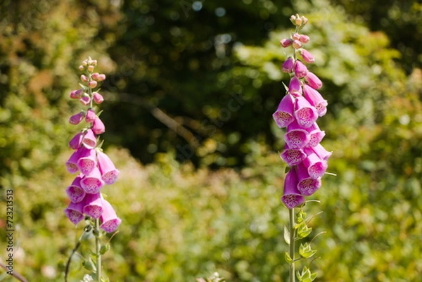 Obraz foxglove in the meadow
