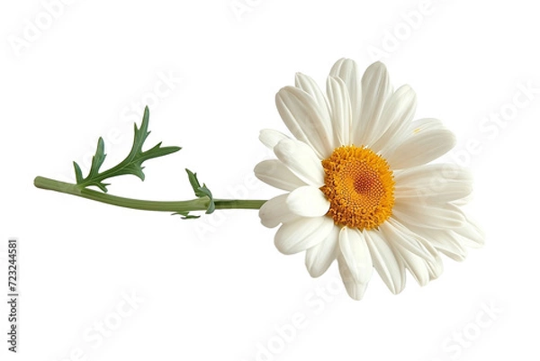 Obraz Flor Blanca Aislada