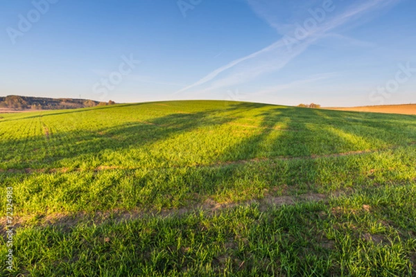 Obraz Green field landscape