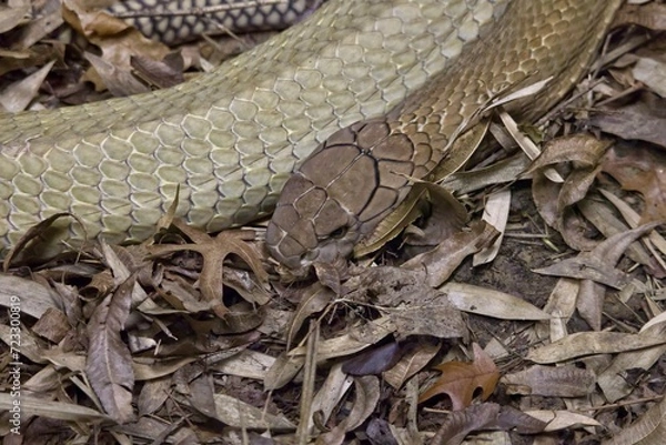 Fototapeta Snake camouflaged amongst the leaves