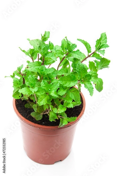 Obraz Mint leaves background.