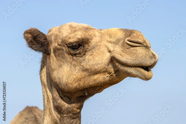 Obraz Smiling camel face 