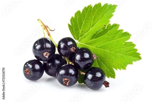Fototapeta Isolated black currant bunch with leaf on white background