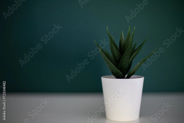 Obraz cactus in a pot