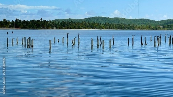 Obraz lake and forest, birds