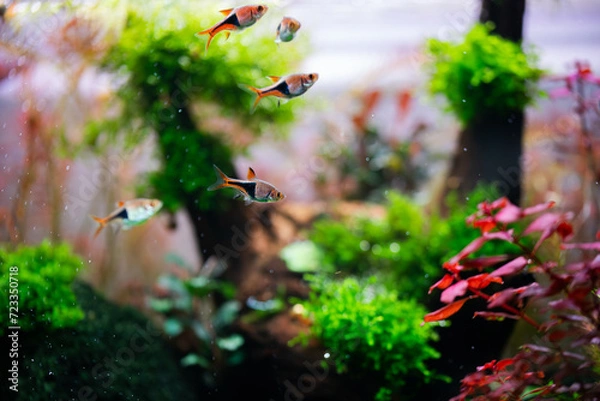 Obraz bee on the tree