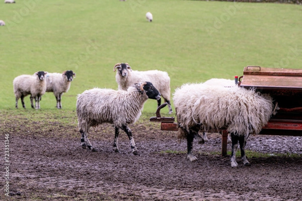 Fototapeta sheep in the meadows 