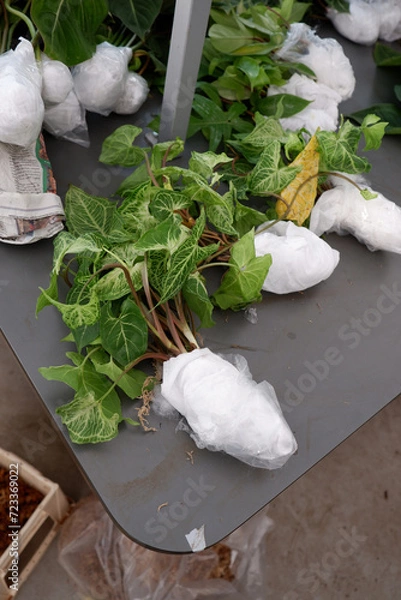 Fototapeta Green syngonium with healthy roots