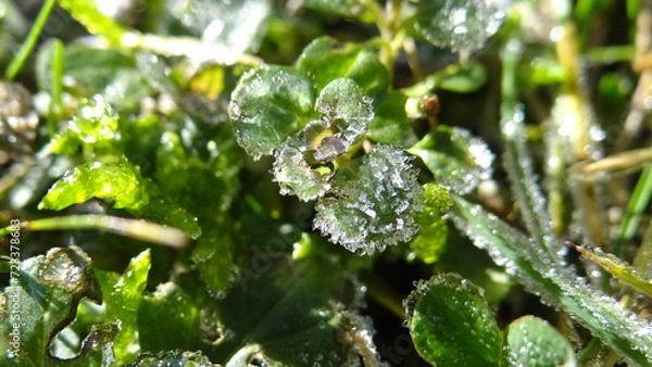 Fototapeta Oszroniona roslina