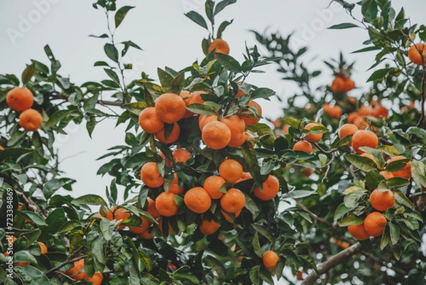 Fototapeta many tangerines growing on a tangerine tree in the garden