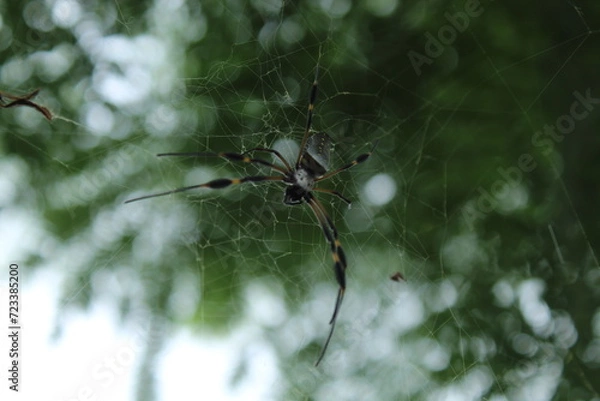 Obraz spider on the web