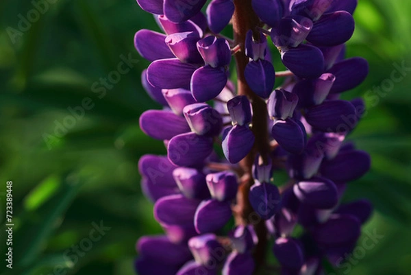 Fototapeta Purple Lupin flowers blooms in the field. Bunch of lupines summer flower background. Violet spring and summer flower. Pink flowers Lupine a green background. Lupinus. Fabaceae Family. Blooming lupine