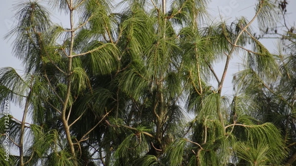 Obraz Drzewo Iglaste