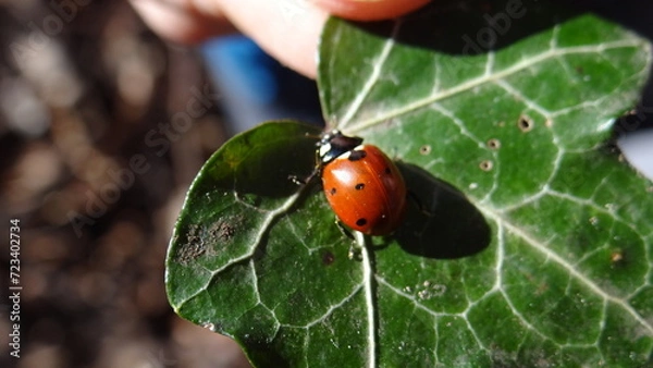 Obraz Biedronka na lisciu