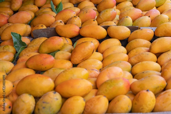 Fototapeta Display of Mangga Podang (Podang Mango variety) or Mangga Kenyot on a market stall. Originated from Kediri, East Java, Indonesia. Known for its vibrant red-orange skin, with sweet and juicy flesh.