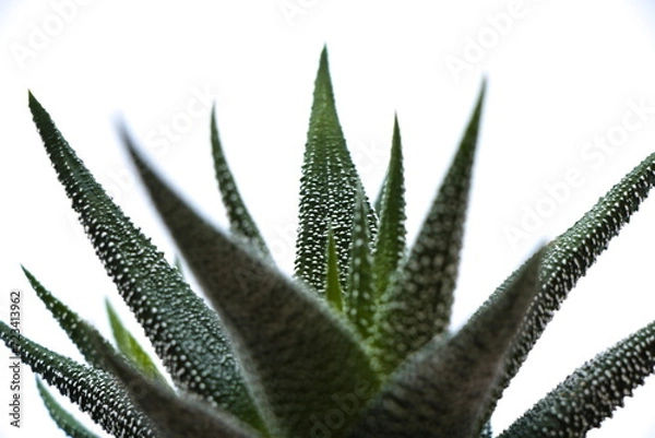 Obraz gasteria plant isolated on white background