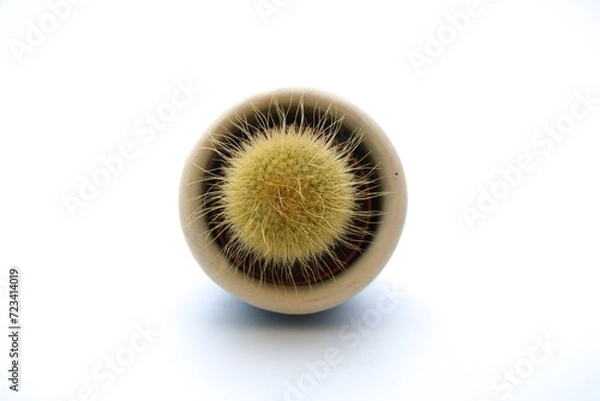Obraz cactus isolated on white background