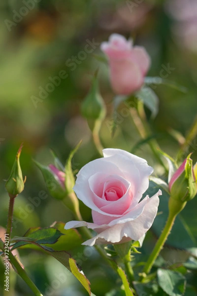 Obraz バラ'早春'