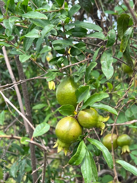 Fototapeta ripe green Pomegranate fruits of a tree on a branch