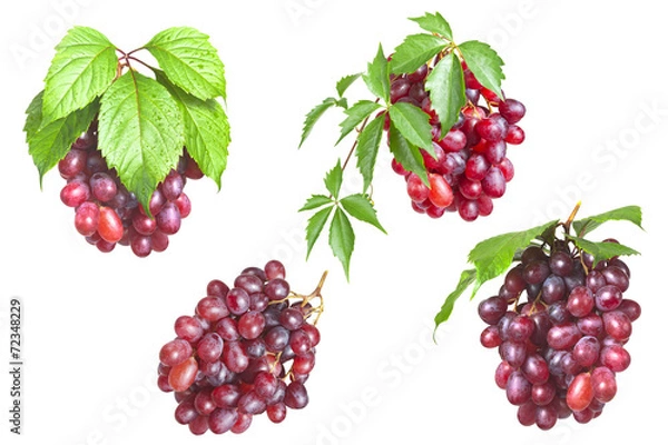 Fototapeta Bunch ripe, fresh red grapes with leaves isolated on a white bac