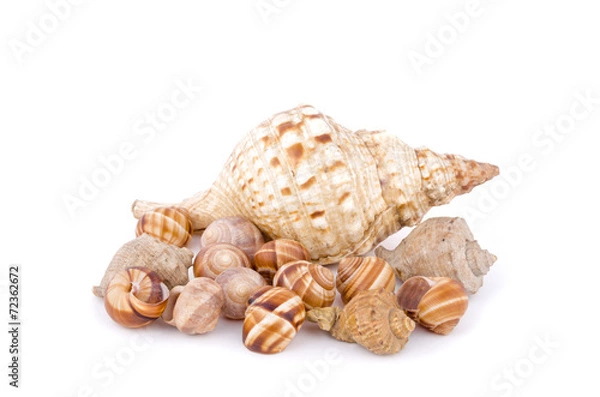 Obraz Морские ракушки на белом фоне