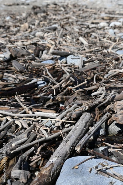 Obraz Tidal driftwood 