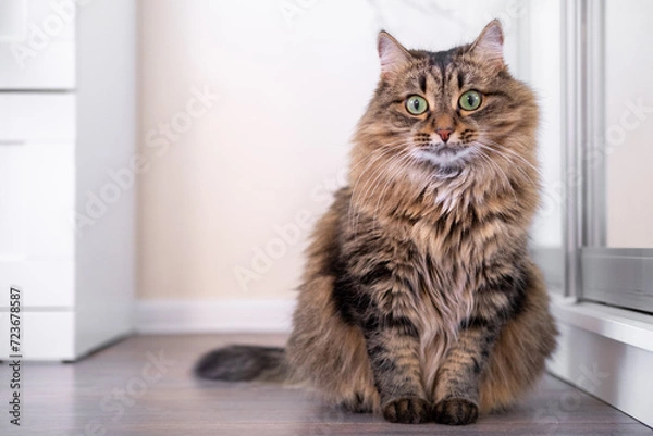 Obraz A young Siberian cat is resting, lying on the floor. Wild cat look. Hairy cat with beautiful green eyes. Horizontal photo