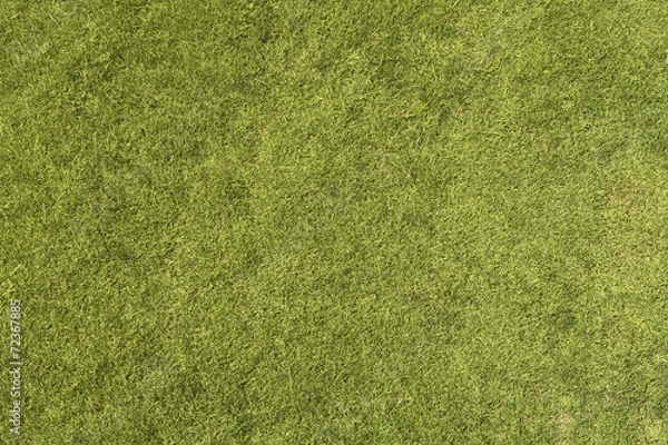 Fototapeta Grass Texture